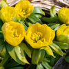 10 WINTER ACONITE Eranthis Hyemalis Yellow Sun Shade Flower Seeds