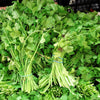 Cutting Leaf Celery Seeds – Apium Graveolens European Chinese Herb – photo 3
