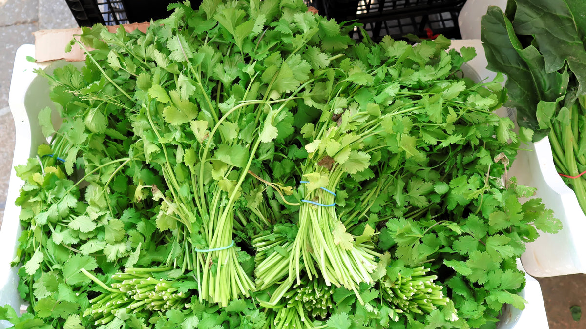 Cutting Leaf Celery Seeds – Apium Graveolens European Chinese Herb – photo 3