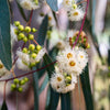25 RED FOREST GUM Tree Eucalyptus Tereticornis Blue Grey Mountain Flower Seeds