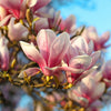 5 SAUCER MAGNOLIA x Soulangeana Denudata & Liliiflora 5 - 10" Pink & White Flower Tulip Tree Seeds
