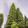 20 MEDITERRANEAN CYPRESS TREE Italian Pencil Pine Cedar Cupressus Sempervirens Stricta Seeds