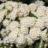 50 White CHINESE SPIREA Spiraea Chinensis Flower Bush Shrub Seeds