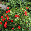 30 CARDINAL CLIMBER VINE Ipomea Quamoclit Red Flower Seeds