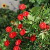 30 CARDINAL CLIMBER VINE Ipomea Quamoclit Red Flower Seeds