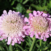 50 FINEST MIXED Colors SCABIOSA (Mourning Bride / Pin Cushion) Scabiosa Atropurpurea Flower Seeds