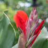 5 RED CANNA LILY Indian Shot Canna Indica Flower Seeds