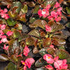 25 WAX MIXED BEGONIA Semperflorens Fibrous Mixed Colors Red Pink White Two Tone Shade Flower Seeds