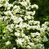 100 SEABERRY Sea Buckthorn Elaeagnus Hippophae Rhamnoides Orange Berry Fruit Shrub Yellow Flower Silver Foliage Seeds