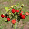 Vesca Baron Strawberry Seeds – Solemacher Berry Fragari Fruit – photo 3