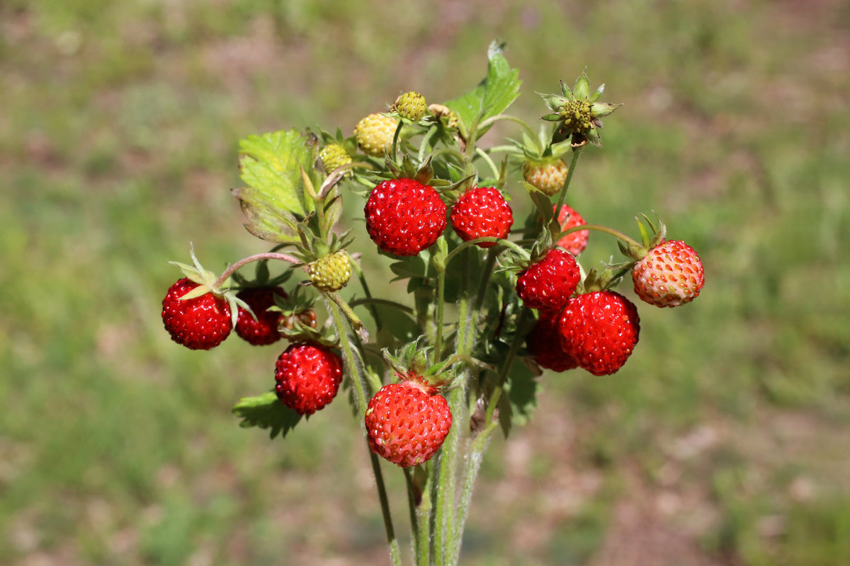Vesca Baron Strawberry Seeds – Solemacher Berry Fragari Fruit – photo 3