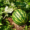 50 Yellow Flesh YELLOW CRIMSON WATERMELON Melon Fruit Vine Seeds