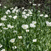 250 PERSIAN WHITE POPPY Papaver Somniferum Flower Seeds