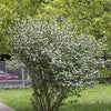50 BLACK CHOKEBERRY Aronia Melanocarpa White Flower Fruit Shrub Seeds