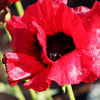 100 BEAUTY Of Livermere ORIENTAL POPPY Papaver Orientale Flower Seeds