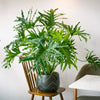 15 Lacy TREE PHILODENDRON Split Leaf Cut-leaf Selloum House Plant Seeds