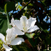 10 WHITE ORCHID TREE Bauhinia Alba syn Variegata Candida Hawaiian Mountain Ebony Camel's Foot Butterfly Flower Tree Hummingbird Seed