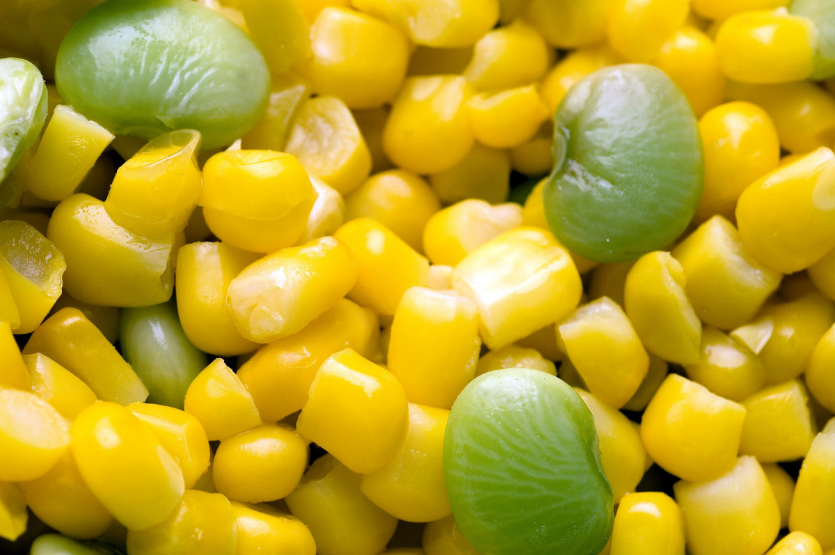 Fordhook Lima Bean Seeds – Phaseolus Lunatus Bush Bean Vegetable – photo 7