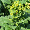 250 AZTEC TOBACCO Midewiwan Sacred Nicotiana Rustica Yellow Flower Herb Seeds