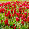 3000 CRIMSON CLOVER (Carnation, French, or Italian Clover) Trifolium Incarnatum Flower Seeds