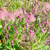 25 PRAIRIE SMOKE Geum Triflorum Purple Prairie Avens Pink Flower Seeds