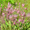 25 PRAIRIE SMOKE Geum Triflorum Purple Prairie Avens Pink Flower Seeds