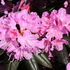 40 CAROLINA RHODODENDRON Carolinianum Dwarf Azalea Pink Purple Flower Shrub Seeds