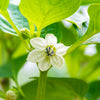 50 Hot WHITE HABANERO PEPPER Capsicum Chinense Vegetable Seeds