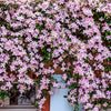 10 MIXED HYBRID CLEMATIS Hybrida Red Purple Pink Blue Bicolor Flower Vine Seeds