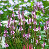 1000 Pink VERVAIN Verbena Hastata Rosea Flower Seeds