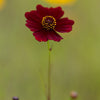 50 MAHOGANY MIDGET COREOPSIS Tinctoria Red Dwarf Flower Seeds
