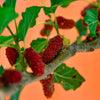 15 Red MULBERRY Morus Rubra Black Fruit Shrub Tree Seeds