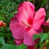 25 Grenache Vintage Hot PINK HARDY HIBISCUS Hibiscus Moscheutos Flower Seeds