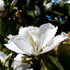 10 WHITE ORCHID TREE Bauhinia Alba syn Variegata Candida Hawaiian Mountain Ebony Camel's Foot Butterfly Flower Tree Hummingbird Seed