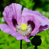400 PERSIAN BLUE POPPY Papaver Somniferum Flower Seeds