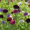 50 BLACK CARNATION King of Blacks Dianthus Caryophyllus Grenadin Double Flower Seeds