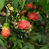 30 Mixed Colors FLOWERING MAPLE (Chinese Bell Flower) Abutilon Hybridum Shrub Bush Small Tree Seeds