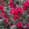 500 MIXED ELEGANT CLARKIA Mountain Garland Elegans Pink Purple Red Mix Flower Seeds