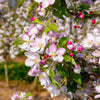 25 PARADISE APPLE Red Delicious Common Malus Pumila Domestica Fruit Tree Seeds
