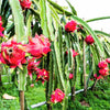 20 PURPLE DRAGON FRUIT (Pitaya / Pitahaya / Strawberry Pear) Hylocereus Undatus Cactus Seeds