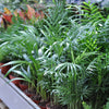 5 BAMBOO PALM Chamaedorea Seifrizii Reed or Parlor Palm Tree Sun Shade Houseplant Seeds