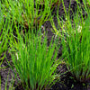 500 CHIVE Allium Schoenoprasum Vegetable Seeds