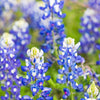 150 TEXAS BLUEBONNET LUPINE Lupinus Texensis Flower Seeds