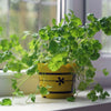 250 LEISURE CILANTRO / CORIANDER Coriandrum Sativum Herb Vegetable Seeds