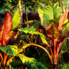 5 RED ABYSSINIAN BANANA Musa Ensete Ventricosum Flowering Fruit Tree Seeds