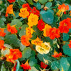 50 Mixed Colors DWARF JEWEL NASTURTIUM Tropaeolum Minus Flower Seeds