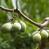10 TAMARILLO / TREE TOMATO Cyphomandra Betacea Solanum Fruit Tree Seeds