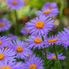 50 Blue EAST INDIES ASTER Tongolensis Flower Seeds