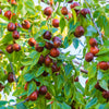 20 ASIAN DATE Jujube Ziziphus Spinosa Common Chinese Tsao Red Fruit Tree Seeds