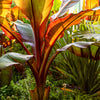5 RED ABYSSINIAN BANANA Musa Ensete Ventricosum Flowering Fruit Tree Seeds